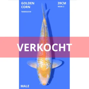 Golden Corn 39cm