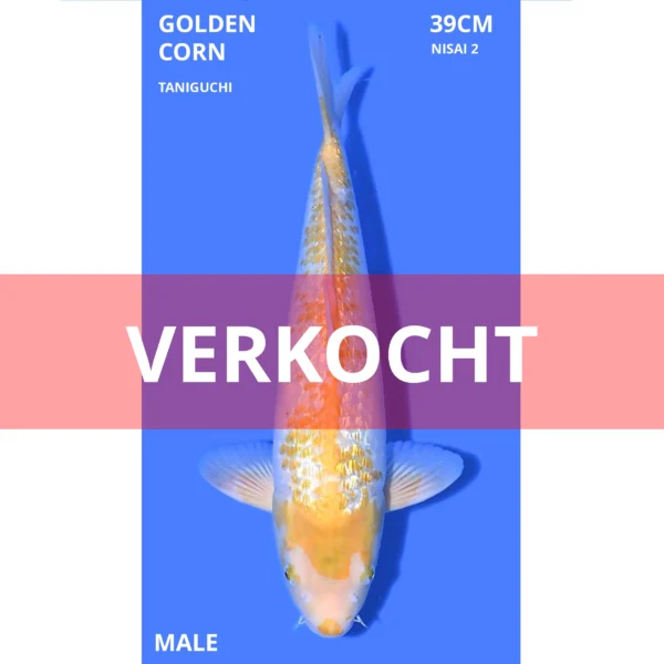 Golden Corn 39cm