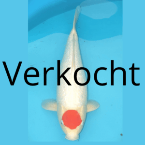 Ginrin Tancho kohaku 50 cm