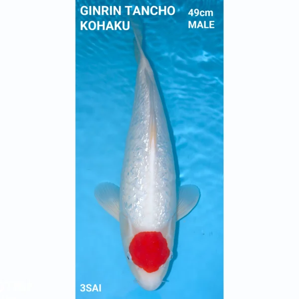 Ginrin Tancho Kuhaku 49cm