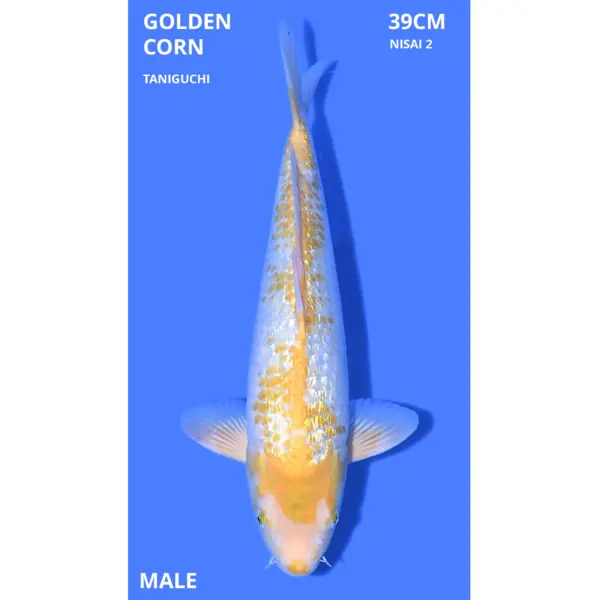 Golden Corn 39cm vijverspecialist Geerlings