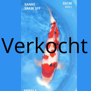 Sanke Sakai SFF 55CM