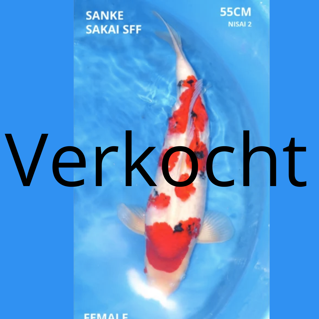 Sanke Sakai SFF 55CM