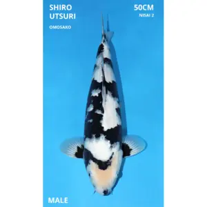 Shiro Utsuri 50cm Male Vijverspecialist Geerlings