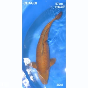 Japanse Koi Chagoi 57cm Vijverspecialist Geerlings