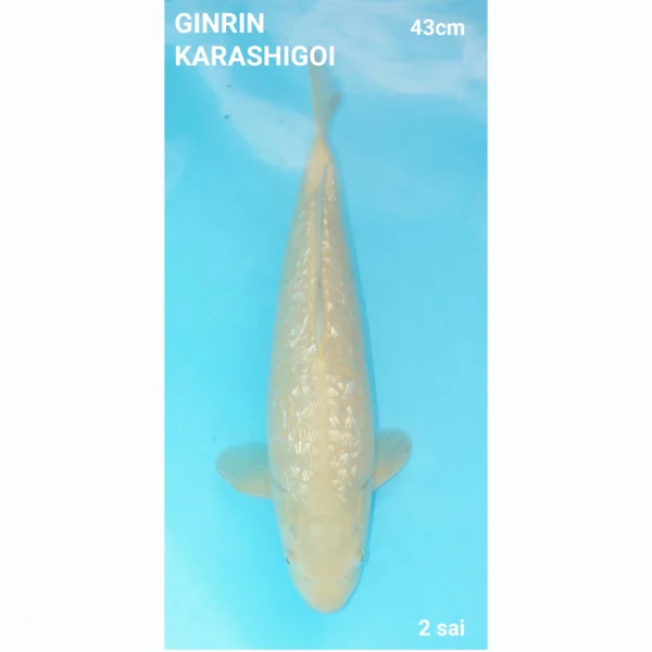 Japanse koi GINRIN KARASHIGOI 43cm