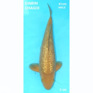 Japanse koi Ginrin Chagoi 41cm Male