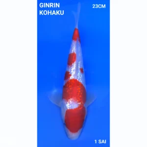 Japanse koi Ginrin Kohaku 23cm