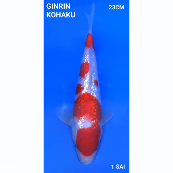 Japanse koi Ginrin Kohaku 23cm