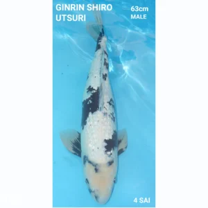 Japanse koi Ginrin Shiro Utsuri 63cm