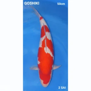 Japanse Koi Goshiki 50cm