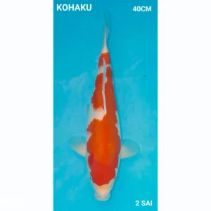 Japanse Koi KOHAKU 40cm