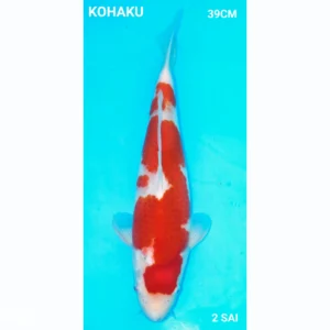 Japanse koi Kohaku 39 cm