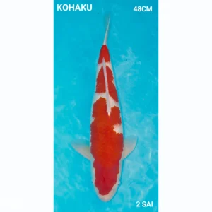 Japanse koi Kohaku 48cm