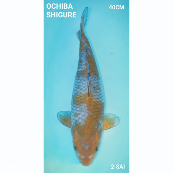 Japanse koi OCHIBA SHIGURE 40cm