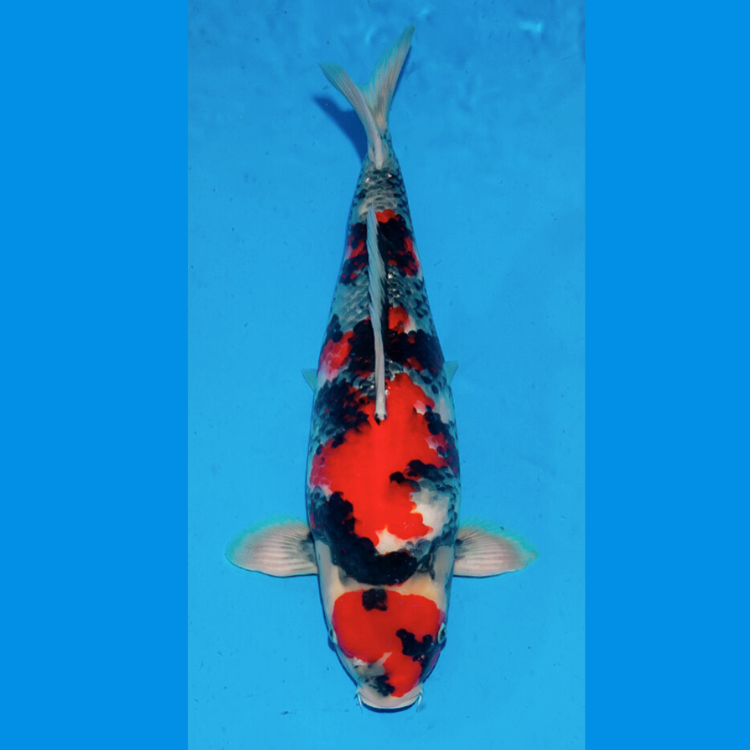 Showa 28cm Ogata tosai incl. Azukari