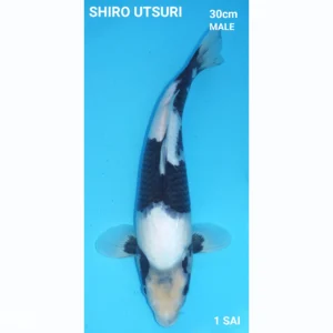 Japanse Koi SHIRO UTSURI 30cm