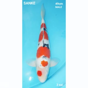 Japanse koi Sanke 49cm male