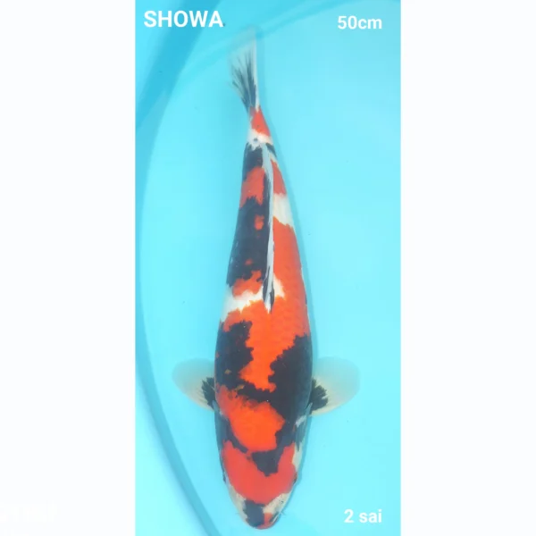 Japanse koi Showa Nisai 50 cm