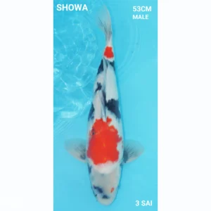 Japanse koi Showa 53cm male