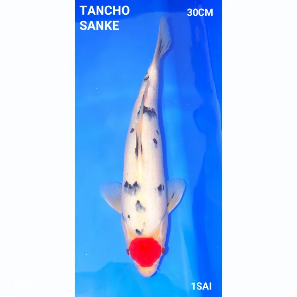 Japanse Koi Tancho Sanke 30CM