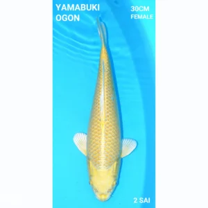 Japanse Koi Yamabuki Ogon 30cm