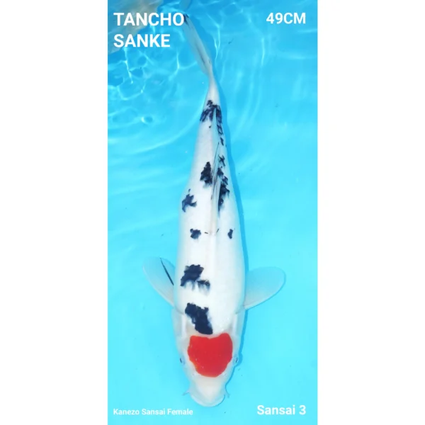 Tancho Sanke 49cm Kanezo Sansai Female