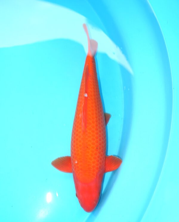 Benigoi 45cm Ogata Nisai