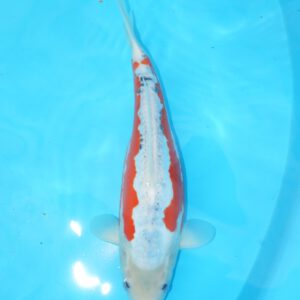 Shusui 36cm Ogata Nisai