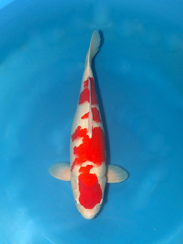 Kohaku 56cm Marusei Sansai