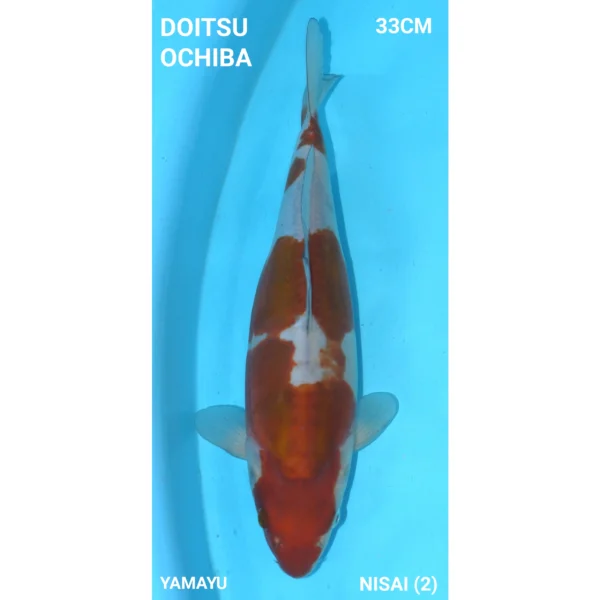 DOITSU OCHIBA 33CM YAMAYU NISAI NISAI (2)