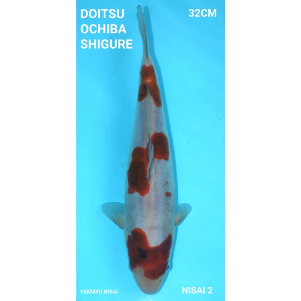 Doitsu Ochiba Shigure 32cm Yamayu Nisai