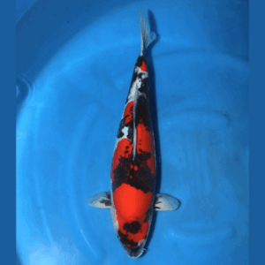 Doitsu showa 53cm Conias Nisai