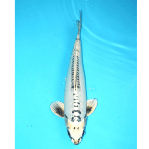 Doitsu kin matsuba 43cm ogata Nisai