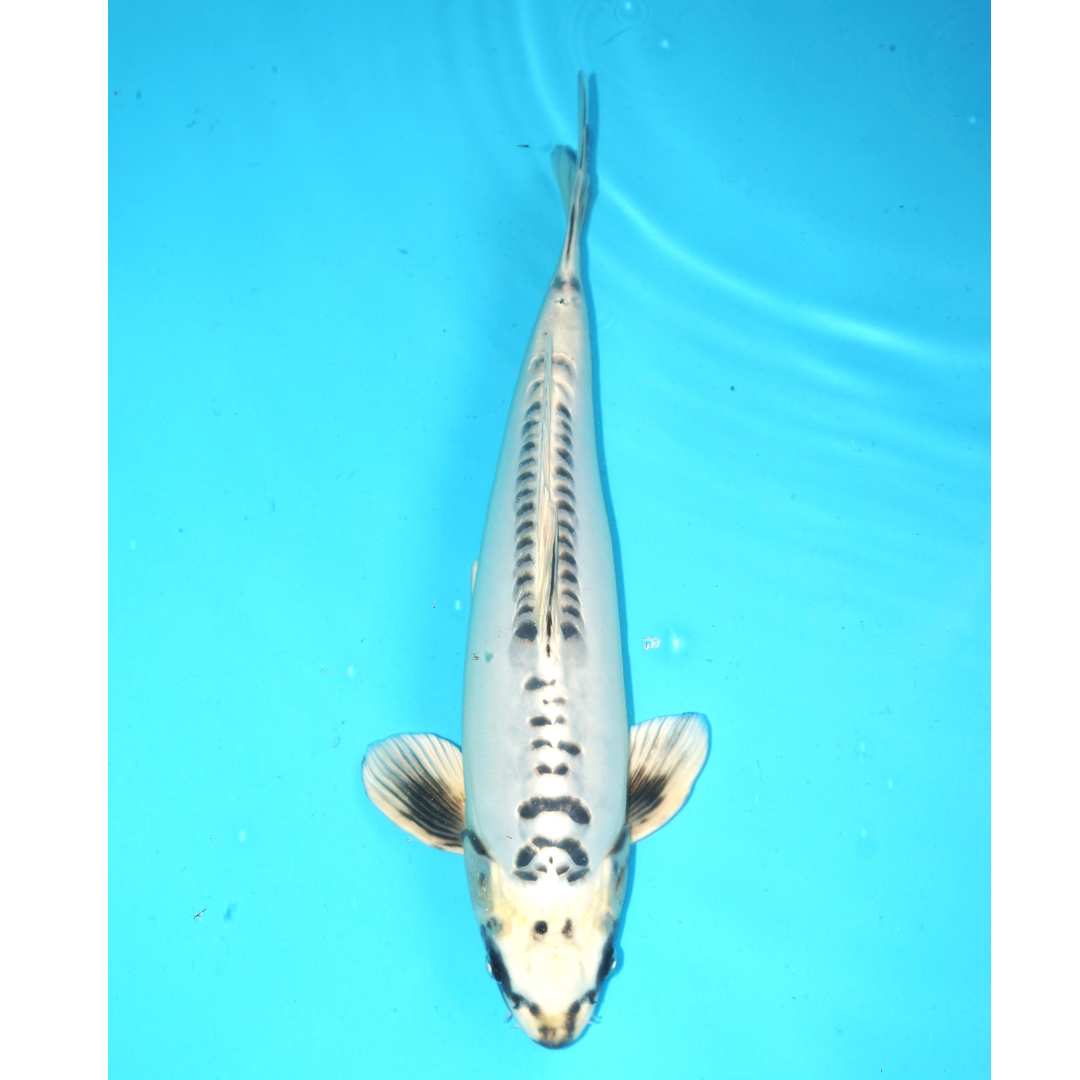 Doitsu kin matsuba 43cm ogata Nisai