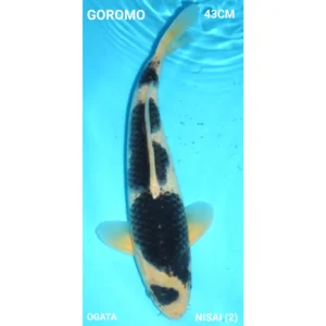 Goromo 43cm Ogata Nisai