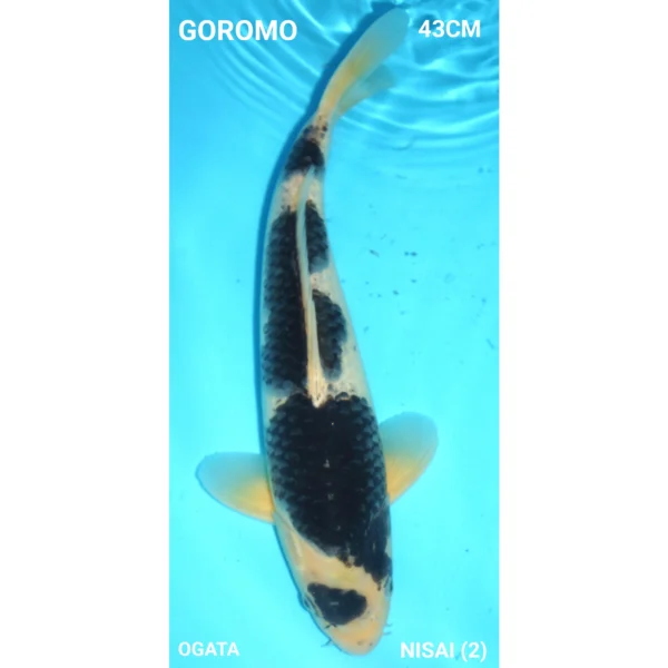 Goromo 43cm Ogata Nisai