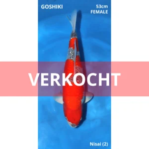 Ginrin Goshiki 53cm Conias Sansai Female