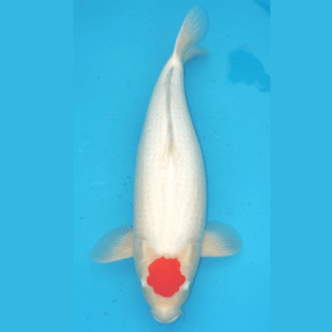 Tancho Kohaku 50cm Genjiro sansai