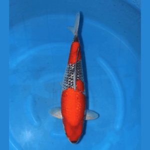 Ginrin Goshiki 58cm Conias Sansai