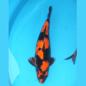 Hi utsuri Shinoda 45cm Male