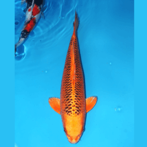 Aka Matsuba 45cm Marusei Female