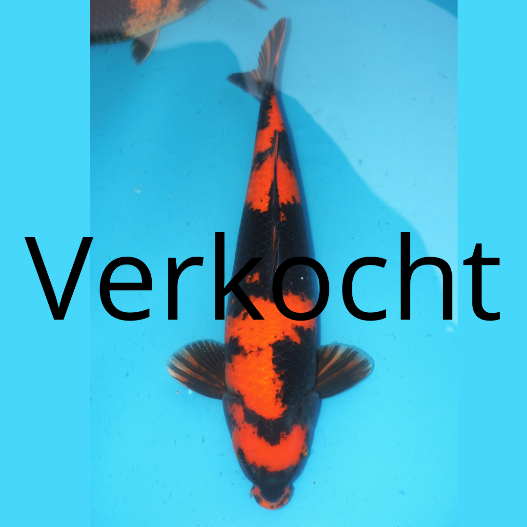 Hi utsuri Shinoda 45cm Male