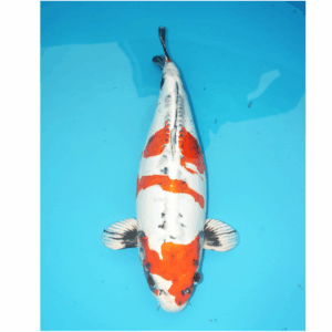 Beni Kikokuryu 55cm Miyatora Female