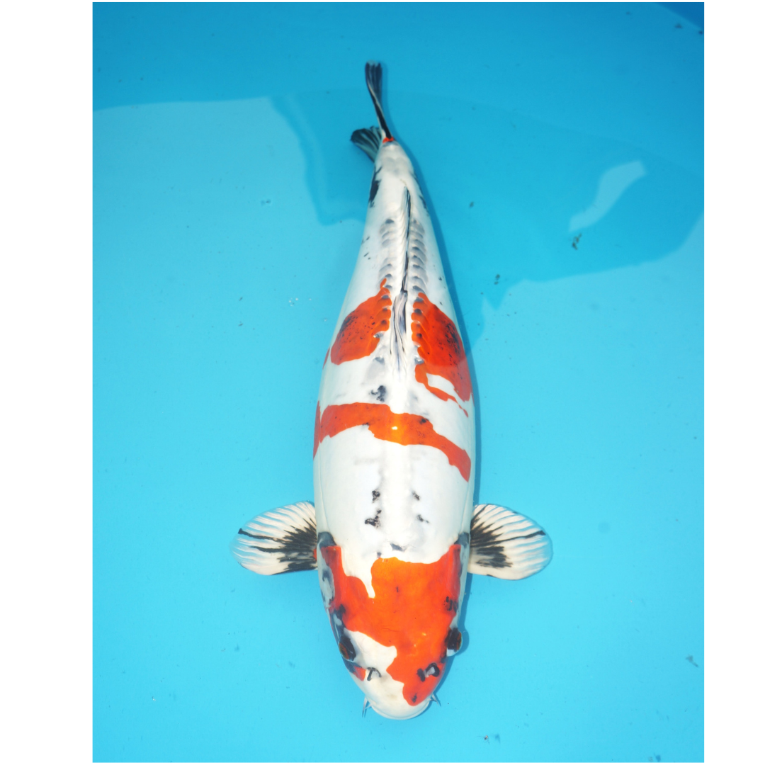 Beni Kikokuryu 55cm Miyatora Female