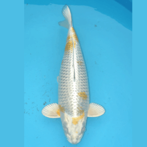 Kogane Ochiba 57cm Marusei Female