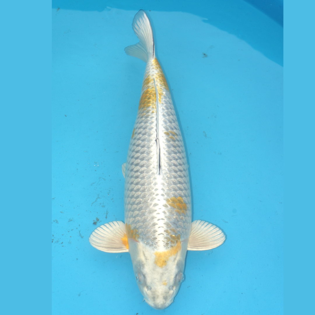 Kogane Ochiba 57cm Marusei Female