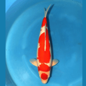 Maruten Kohaku 63cm Marusei Sansai Female