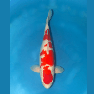 Kohaku 56cm Marusei Sansai