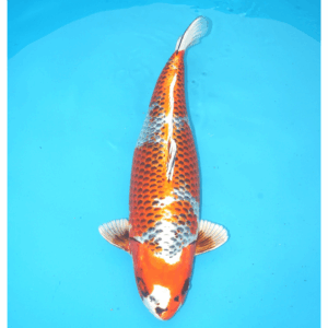 Kujaku 54cm Miyatora Nisai Female